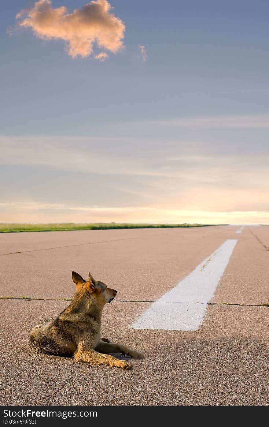 The dog sees off in a way on a runway