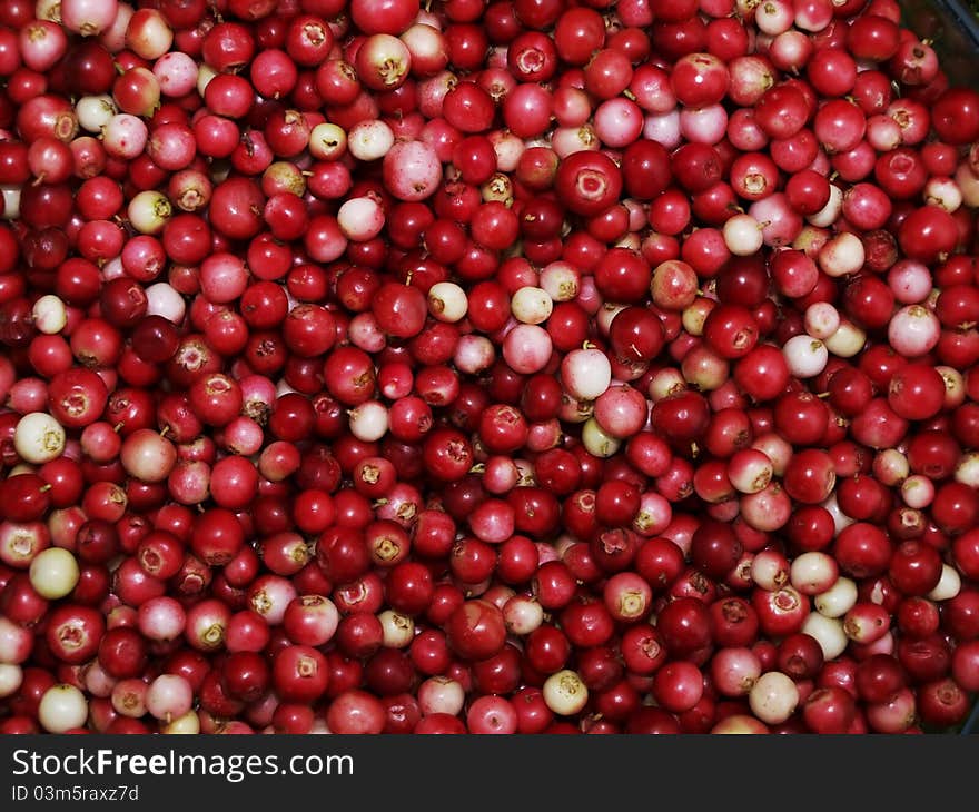 Cowberry background