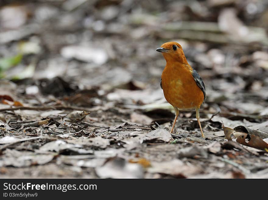 Orange Headed Thrush in Thailand