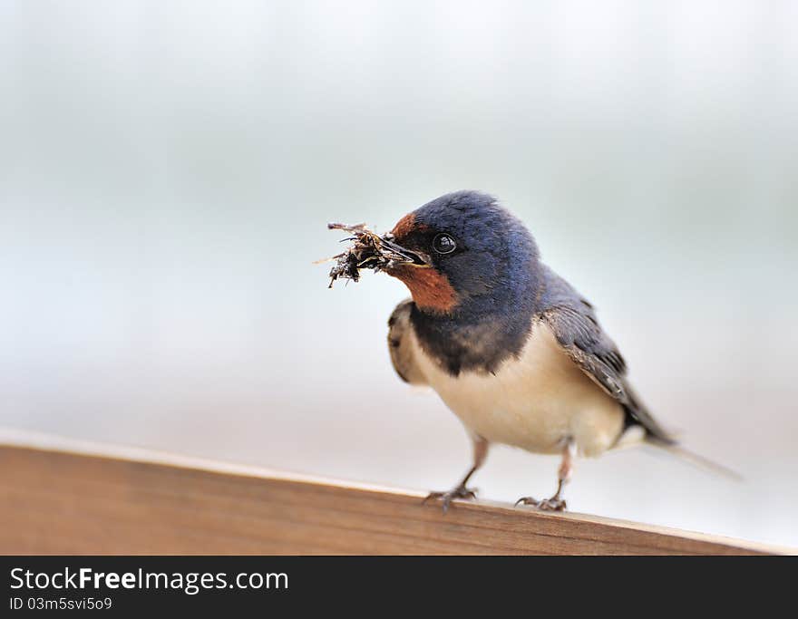 A european swallow with branches