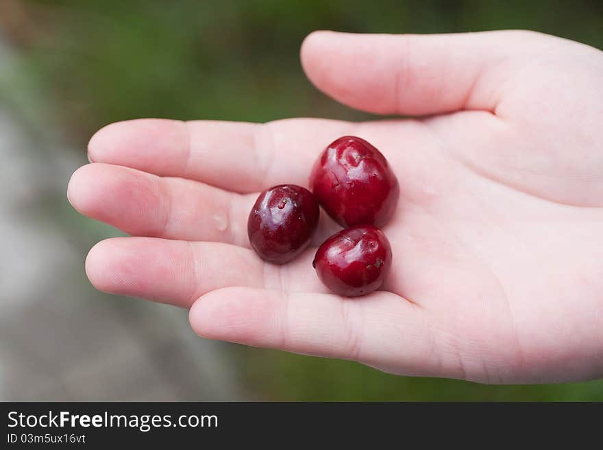 Photo fresh, dark, red, sweet cherries on a palm