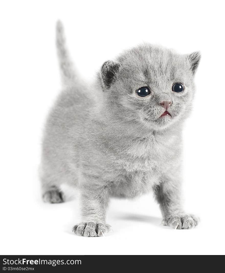 Gray british kitten