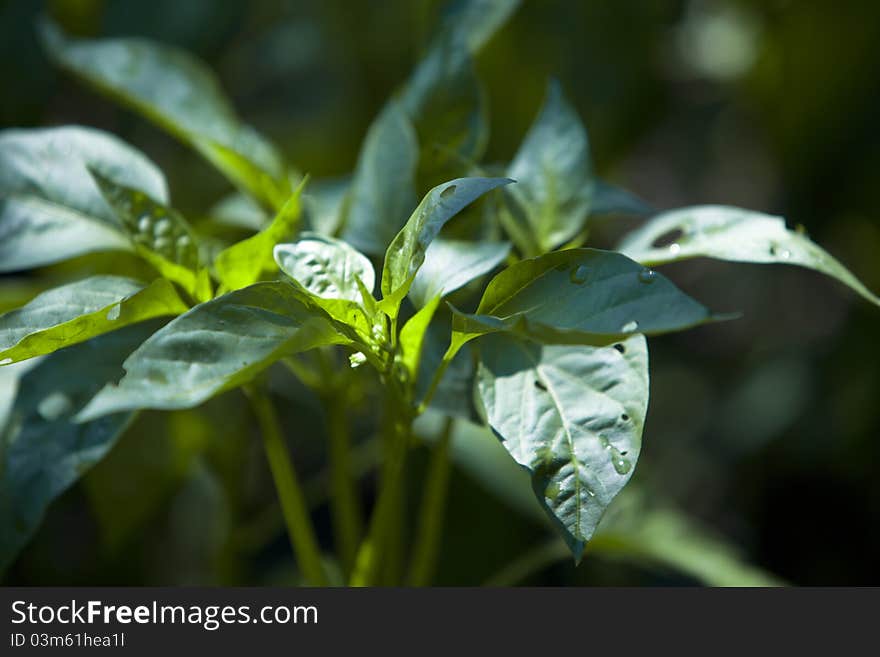 Green pepper in peasant garden