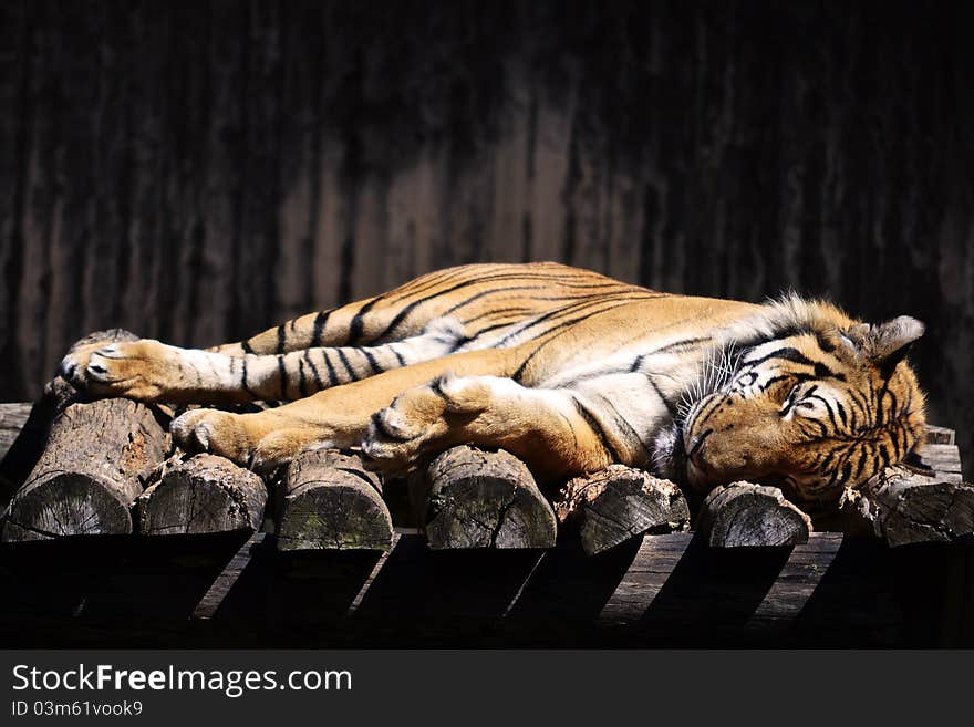 Sleeping Tiger