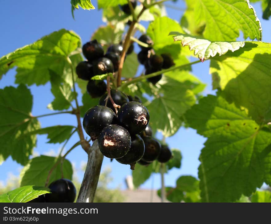 Black currant on branch