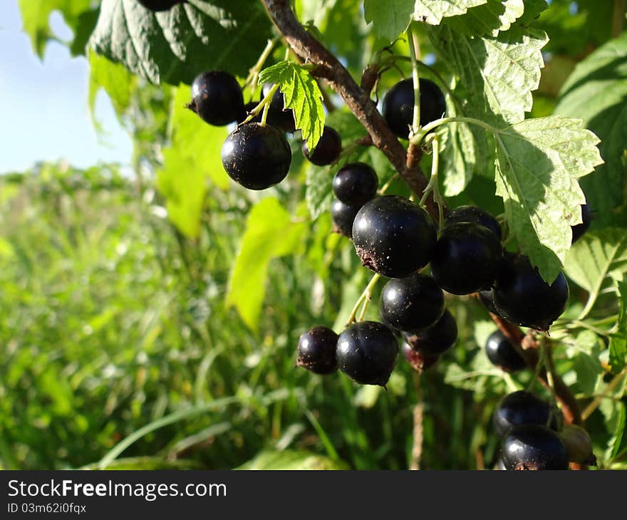 Black currant on branch