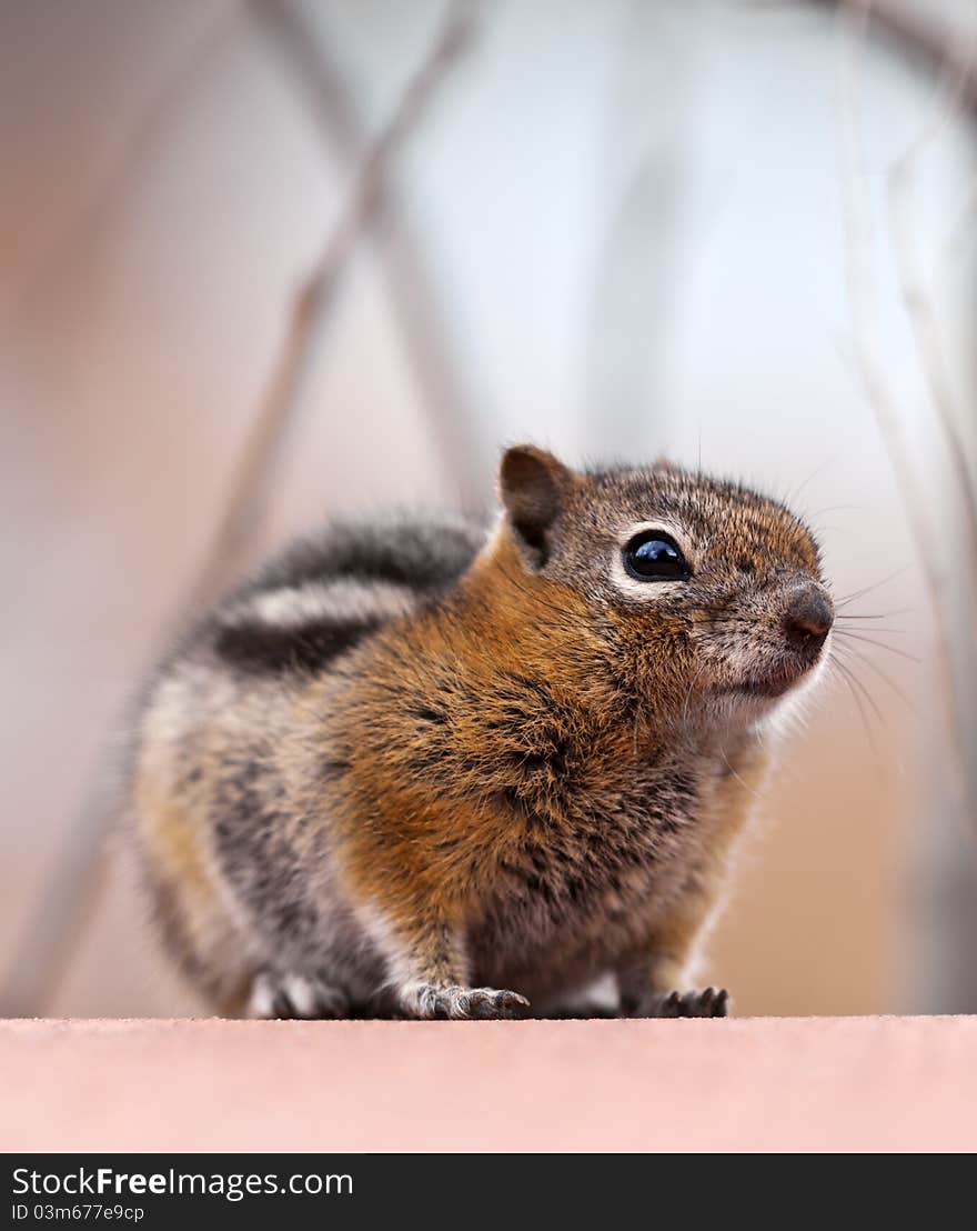 A close up shot of a chipmunk with room for copy space