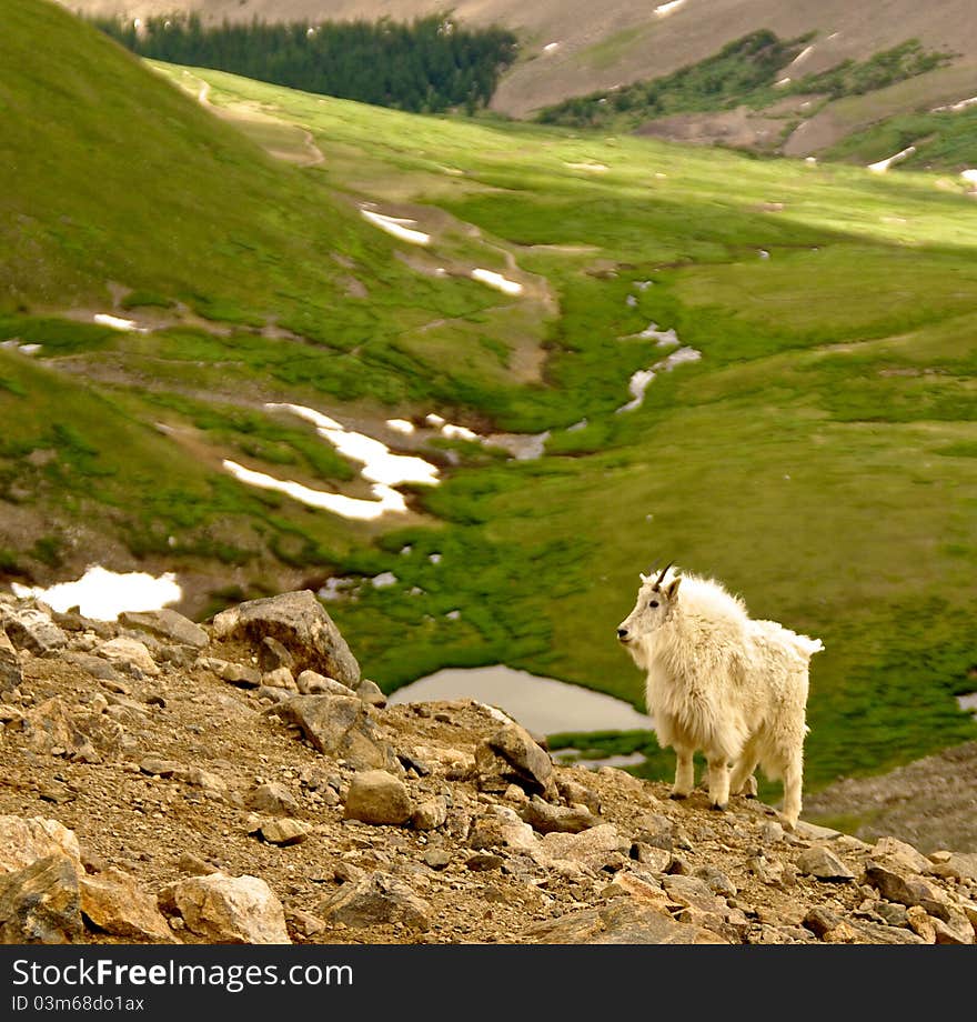 Majestic mountain goats near Gray's Peak, Colorado