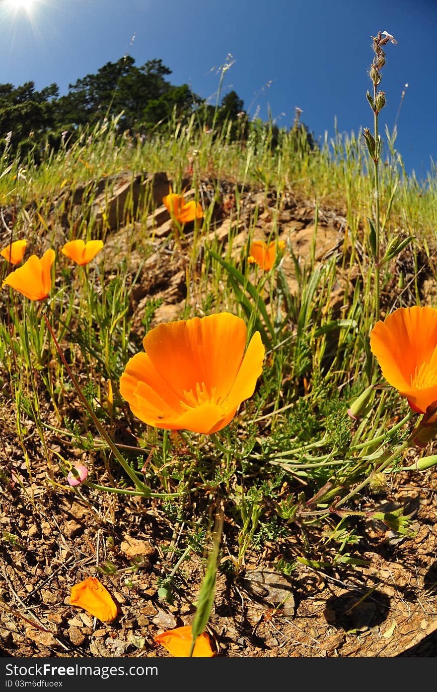 California poppies