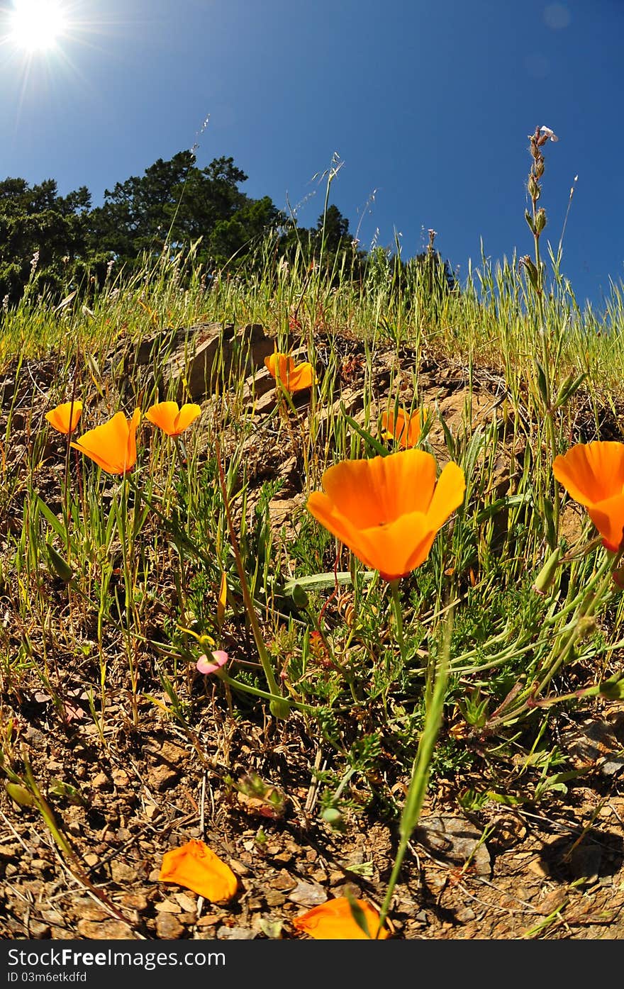 California poppies