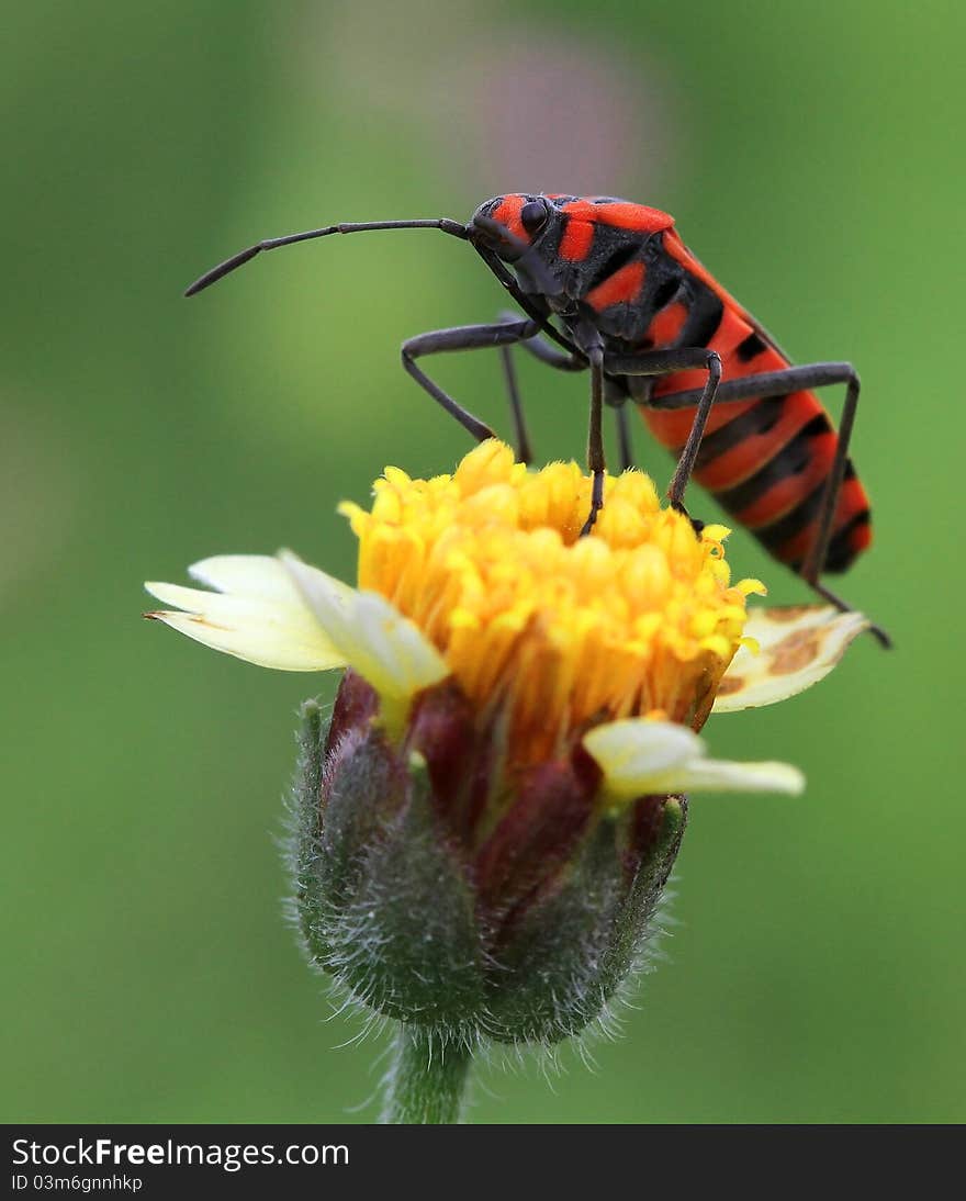 Red KepiK