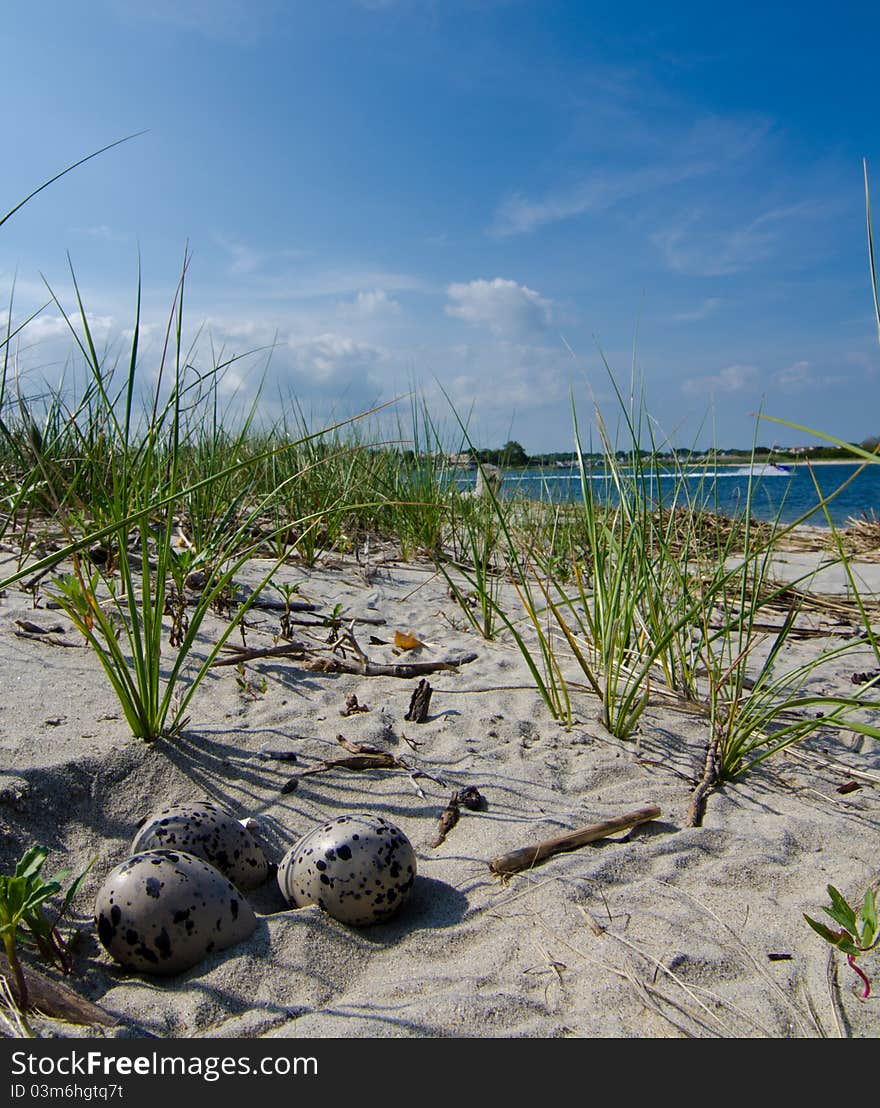 Oyster catcher eggs