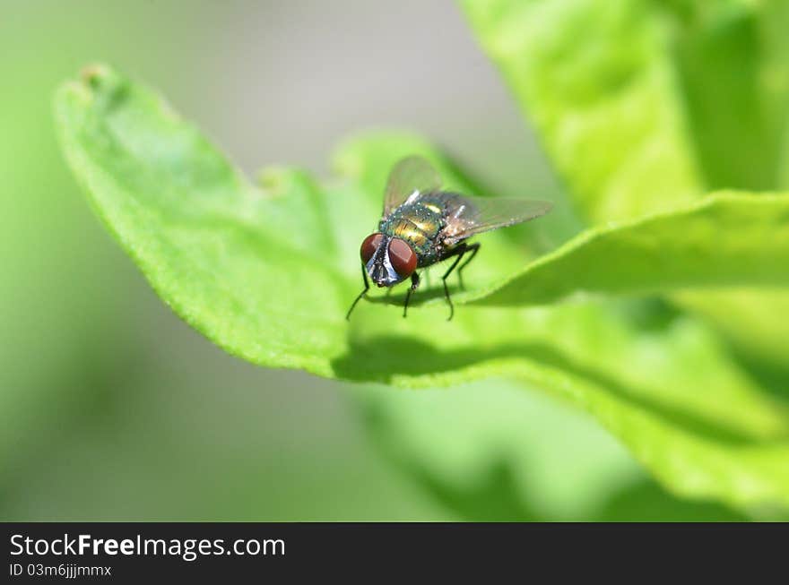 Horse fly on green leaf