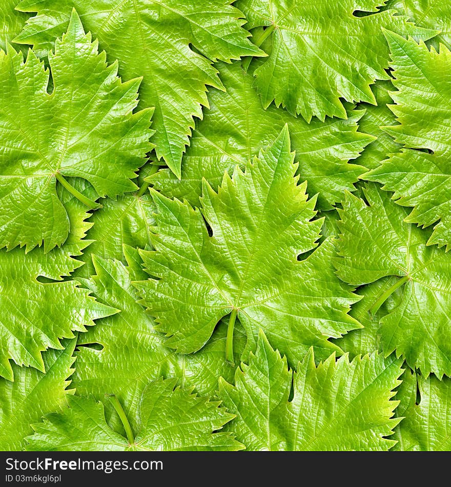 Vine leafs seamless background - texture pattern for continuous replicate. Vine leafs seamless background - texture pattern for continuous replicate.