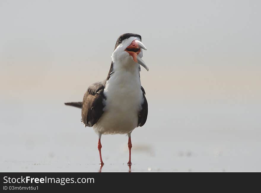 Black skimmer on beach in NJ