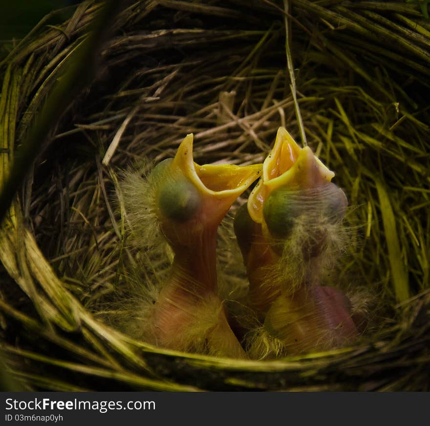 Baby birds in robin nest