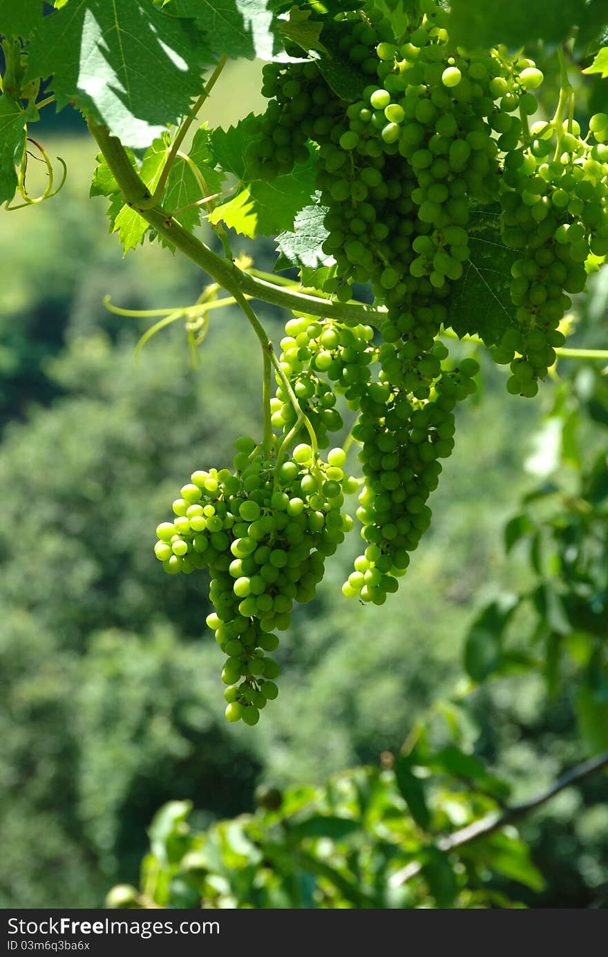 Immature grapes of bunch in the summer