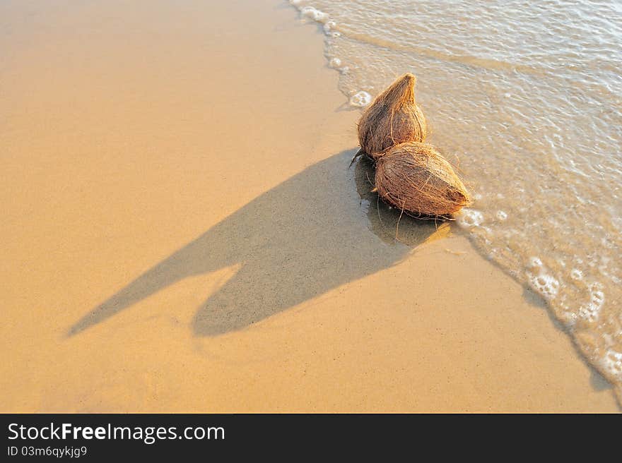 Two coconuts on the sandy sea shore. Two coconuts on the sandy sea shore