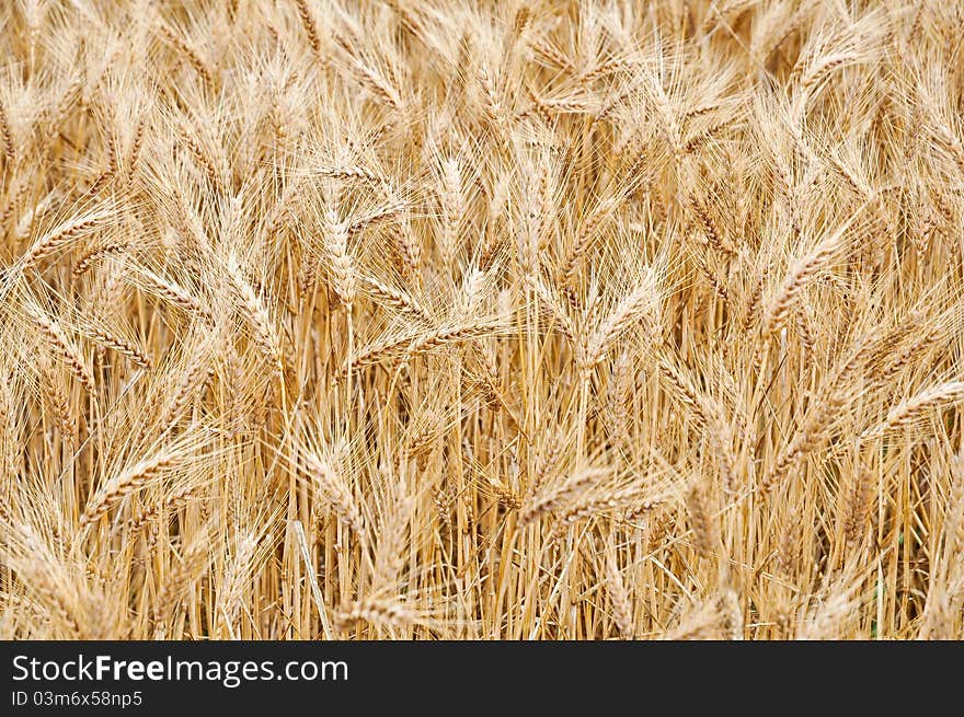 Wheat