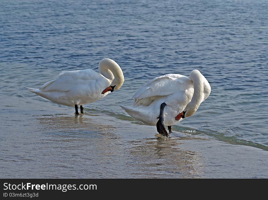 A pair of swans on the beach