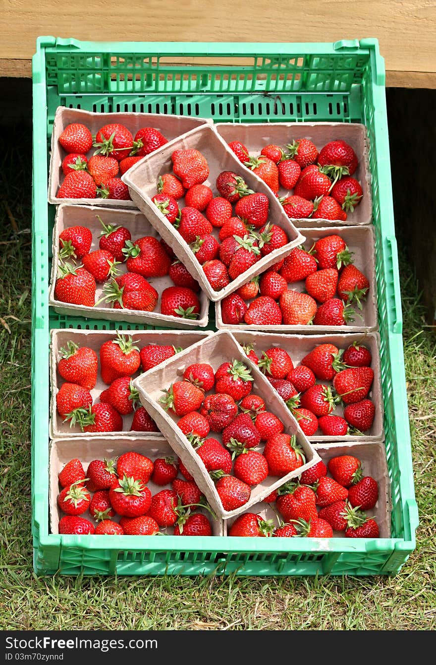 A Display of Fresh Pummets of Strawberries.