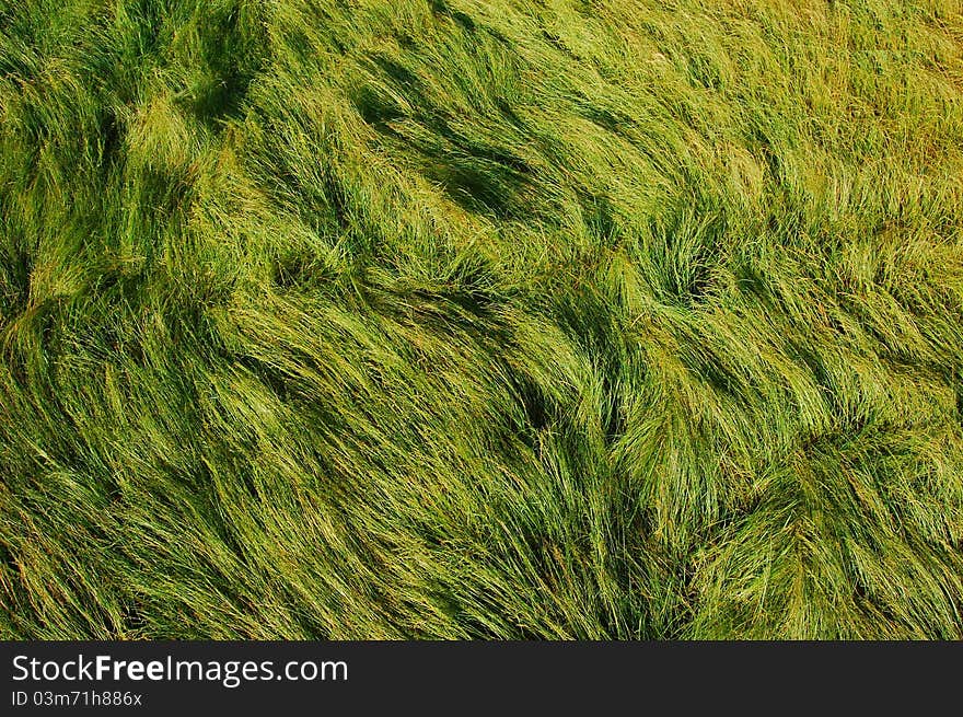 Green lush soft summer grass. Green lush soft summer grass