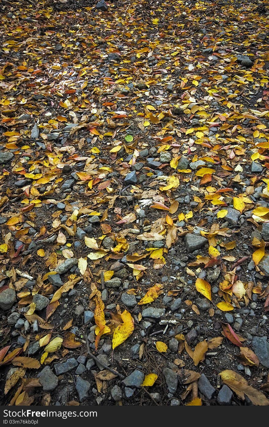 Forest floor with fall leaves and stones