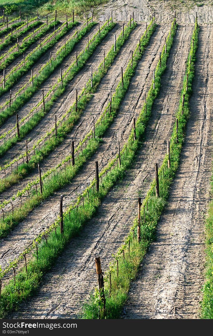 Rows of a vineyard in emilia romagna