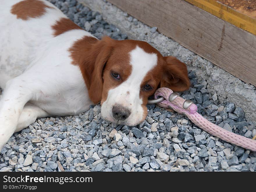 Puppy breton