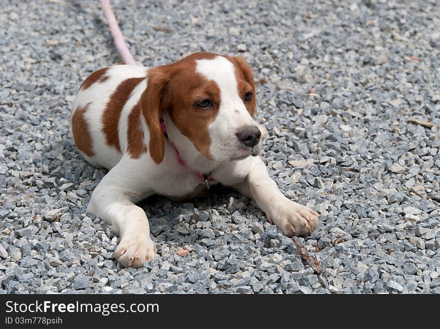 Breton puppy