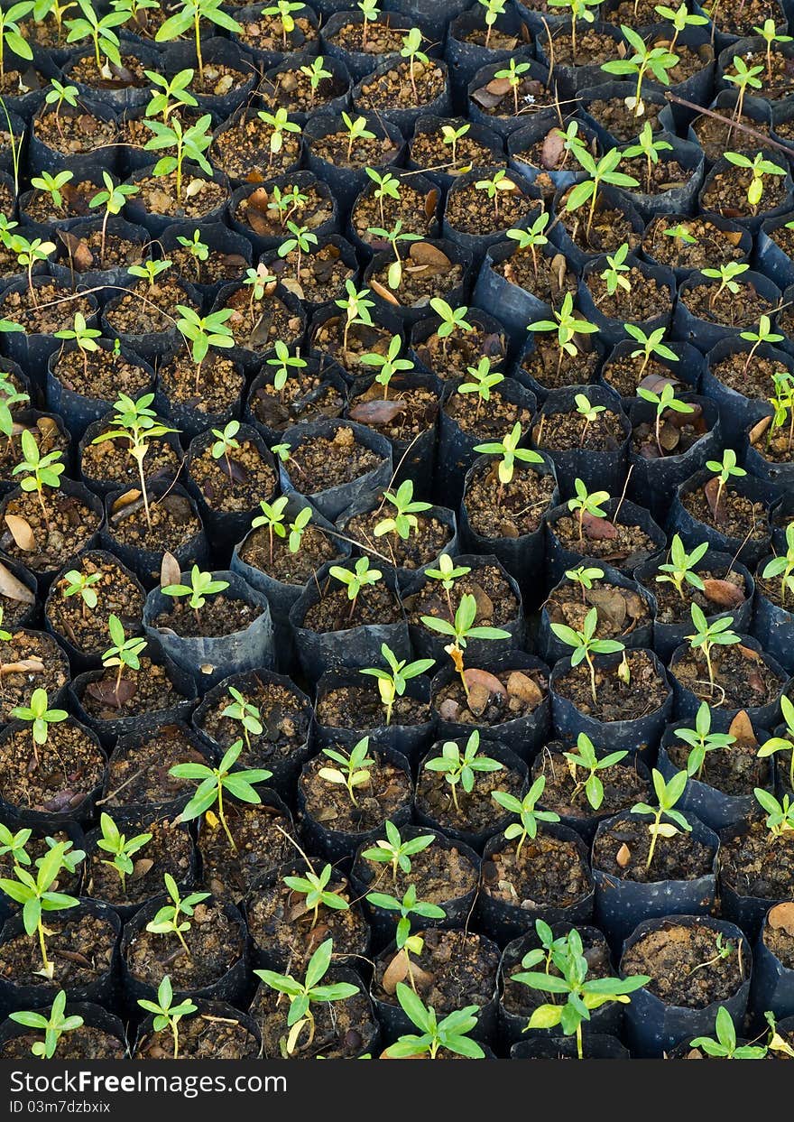 Baby plants in nursery garden