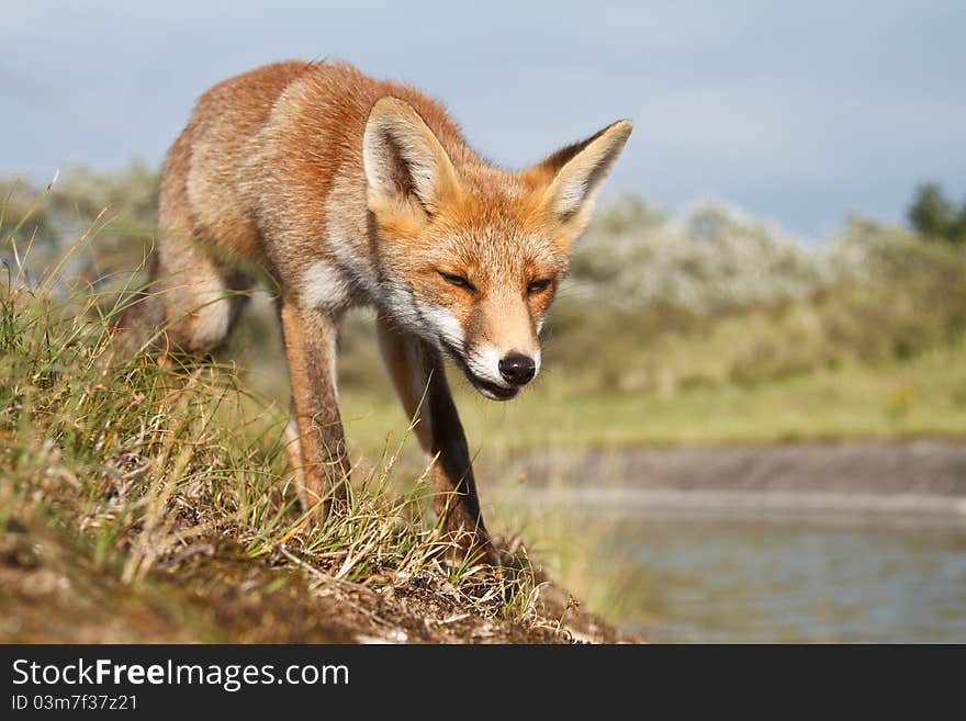 A red fox cub posing in the dunes