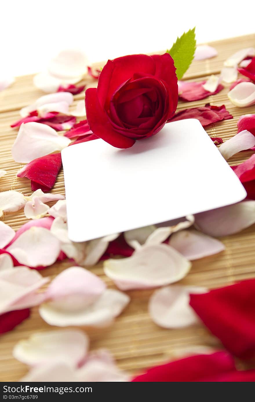 At the rose petals is white piece of paper and a red rose. Postcard. At the rose petals is white piece of paper and a red rose. Postcard