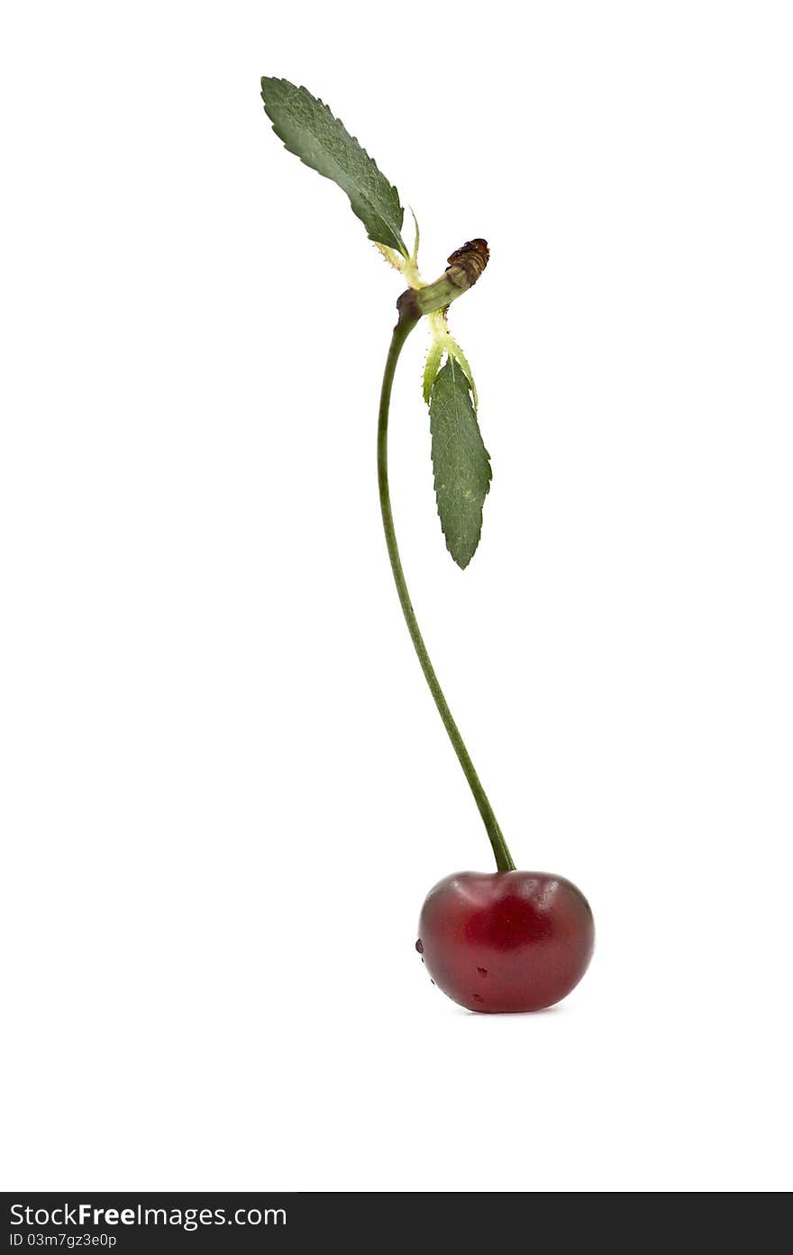 One cherry on the white background with two green leaves