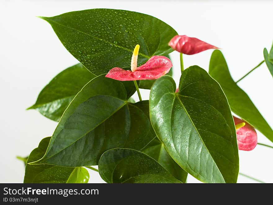 Anthurium on the white background