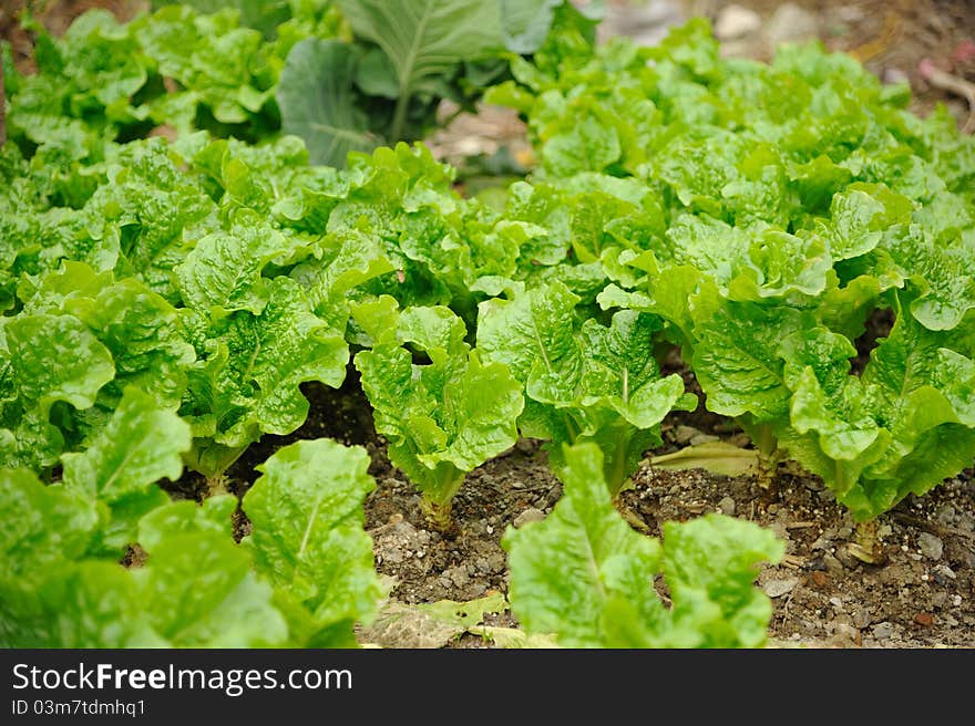 Fresh Cabbage in Taiwan garden. Fresh Cabbage in Taiwan garden.