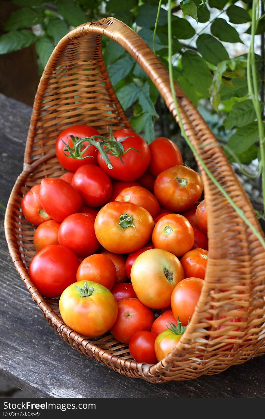 Fresh red tomatoes