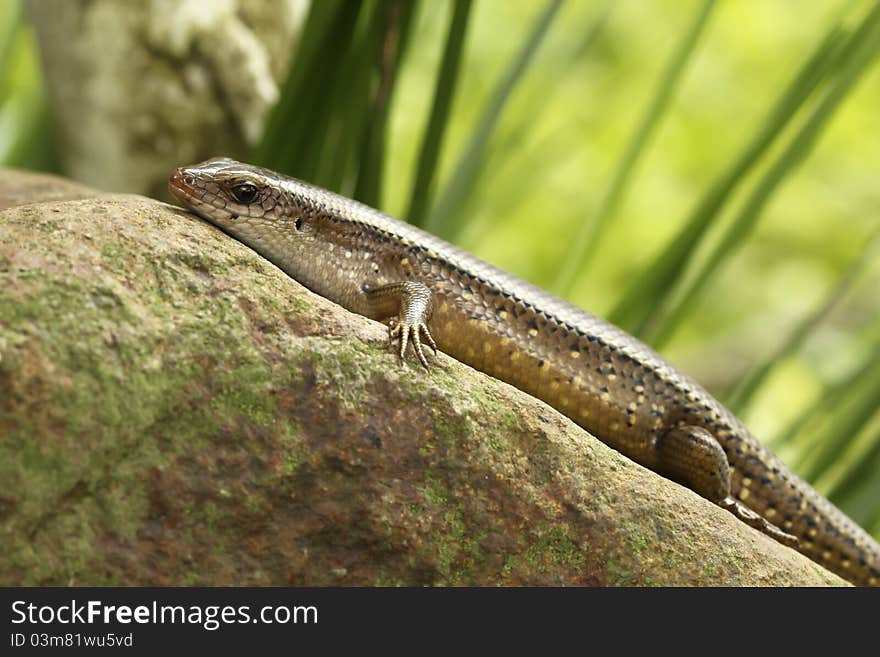 A skink, oblivious to the risks around her, enjoys sunbathing on a rock.