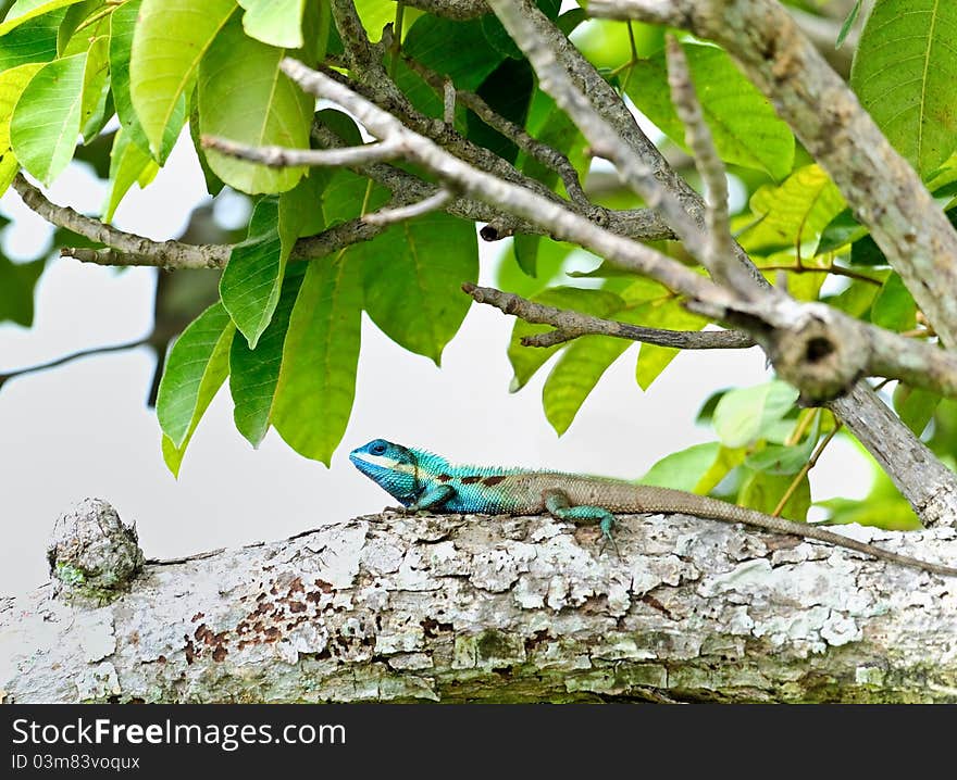 Nature chameleon on the tree. Nature chameleon on the tree