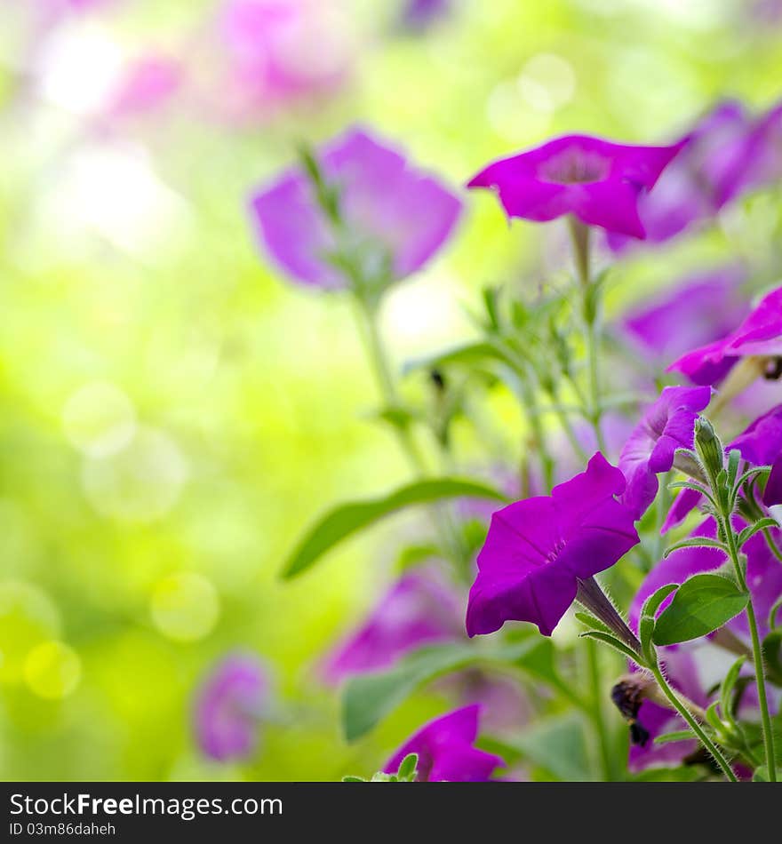 Beautiful blue flowers, purslane, bright lights, colorful