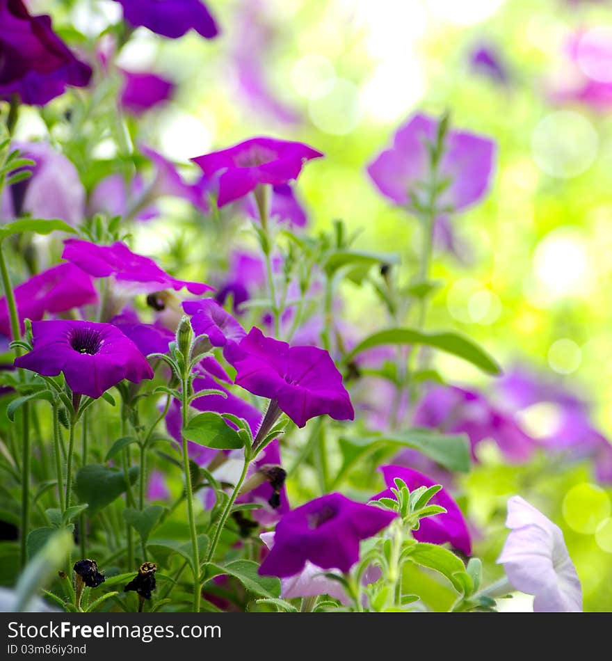 Beautiful blue flowers, purslane, bright lights, colorful