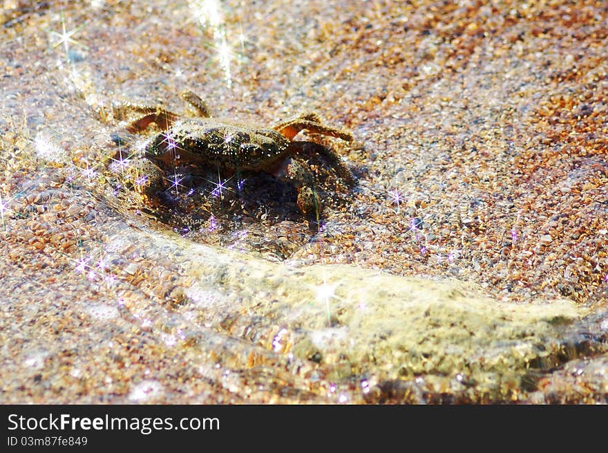 Shore Sand And Crab In The Water.