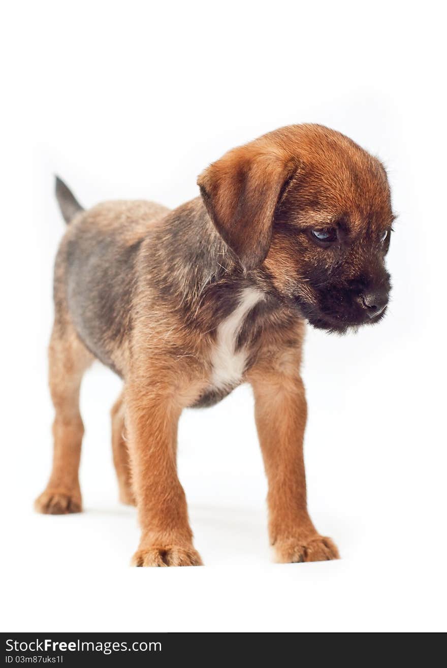 Border terrier puppy stands calmly (white background)