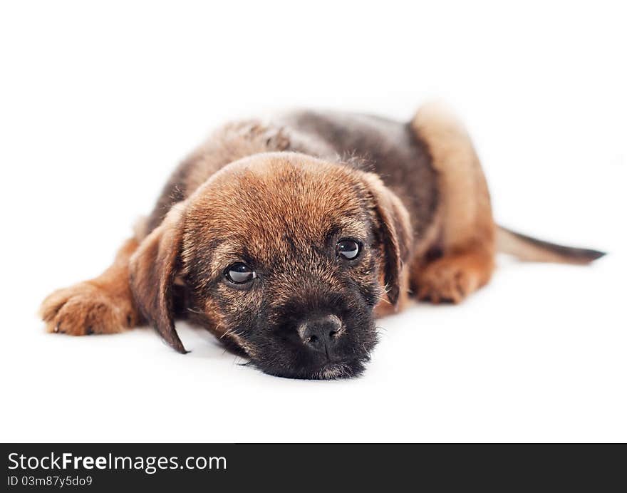 Border terrier puppy looks sadly (white background)