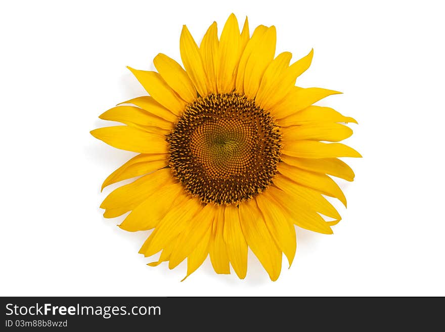 Sunflower isolated on a white