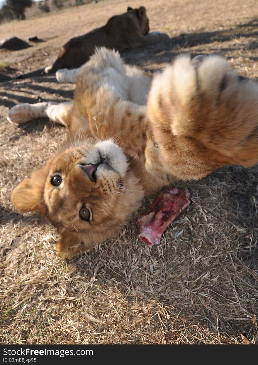 Young african lion stretching