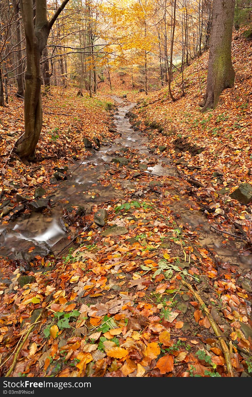 Autumn forest