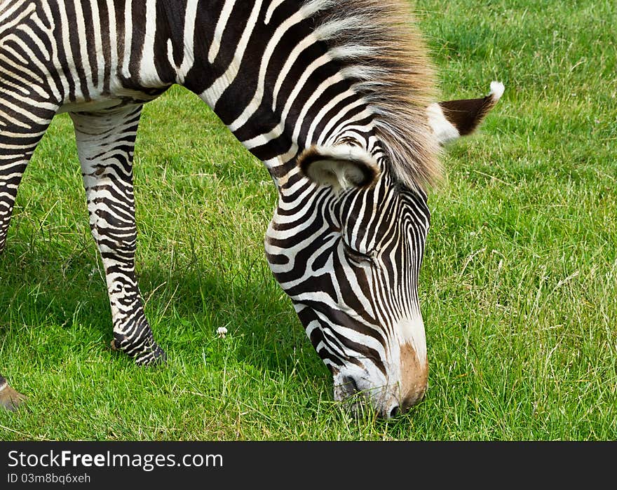 Zebra standing eating lush grass