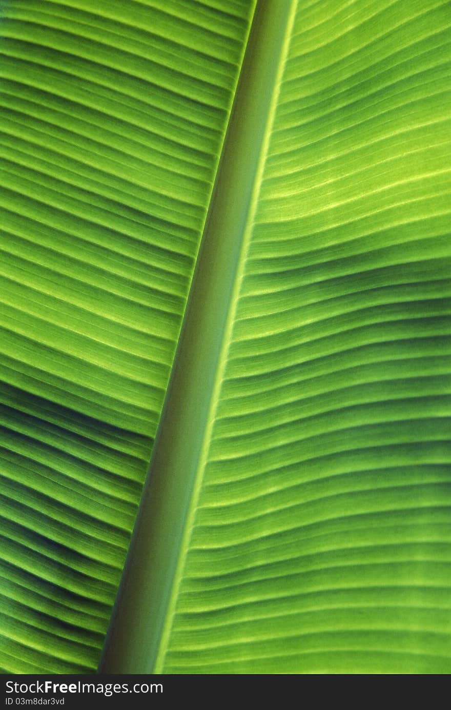 Banana leaf