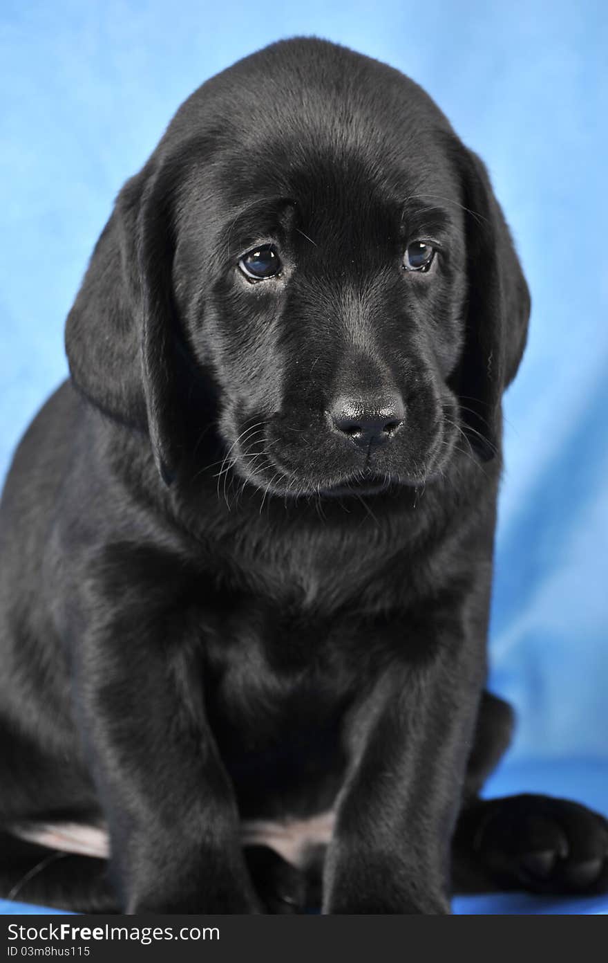 Black puppy of labrador retriever.